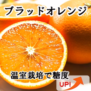 モロより食べやすいブラッドオレンジ！【タロッコ】