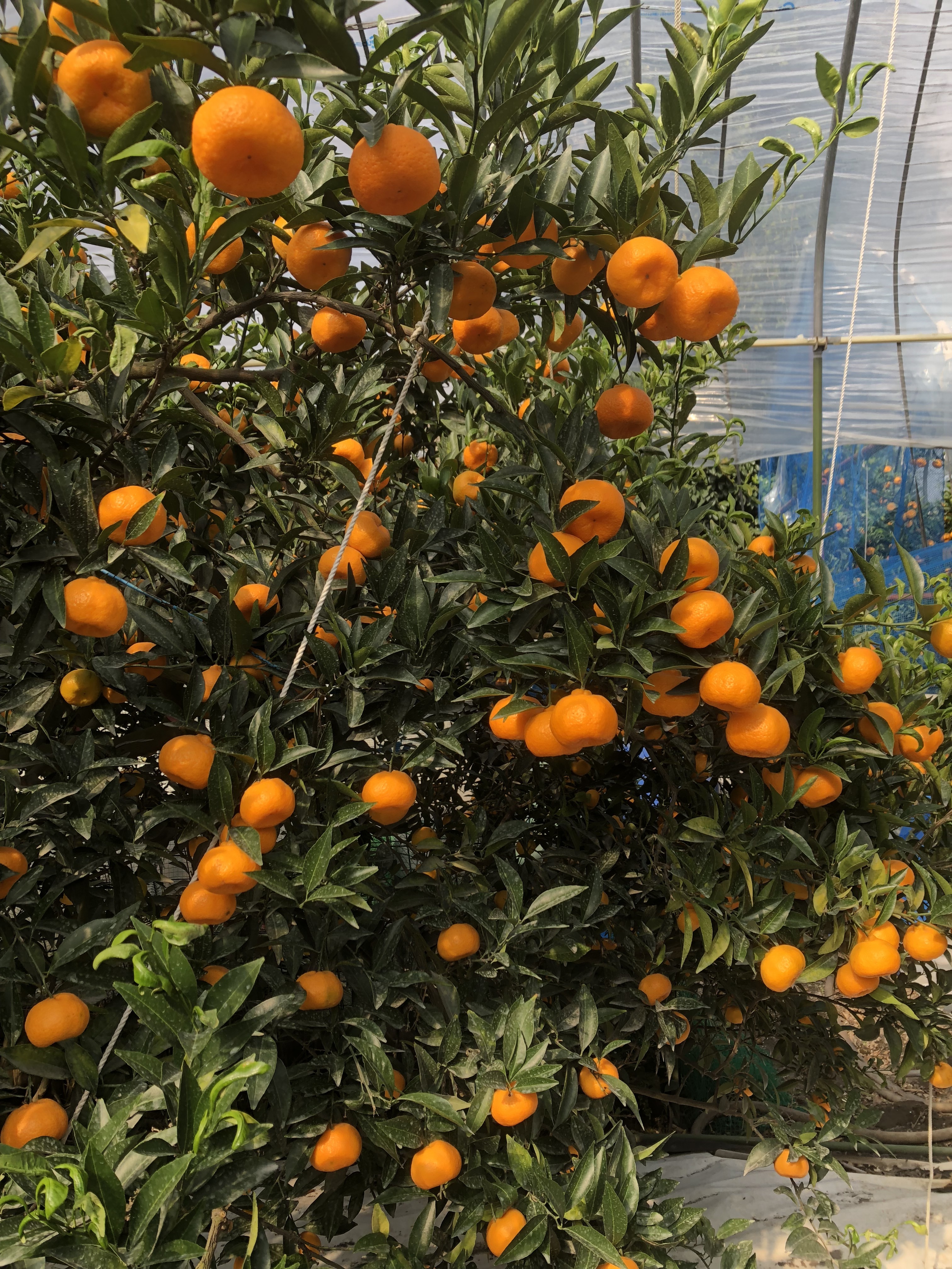 専用❤超レア♥みかん♥もちぷに♥規格外…大きなブランケット☆Ｗボアケット 12日迄…限定価格❤みかん♥もちぷに♥規格外…大きなブランケット☆W