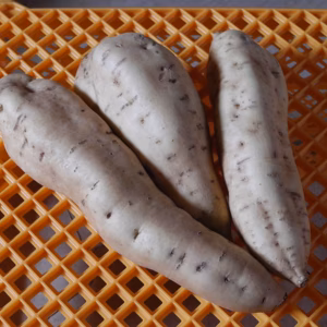 サツマイモ　黄金千貫　（大）（農薬、化学肥料不使用）（北海道、沖縄不可）