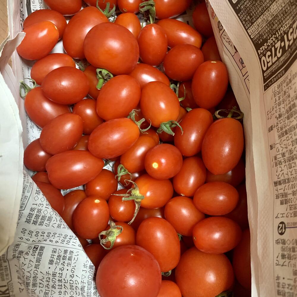 ニセコ産有機ミニトマト アイコ１ｋｇ チセファーム 農家漁師直送のポケットマルシェ