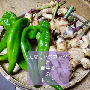 京の伝統野菜万願寺唐辛子と新生姜のセット