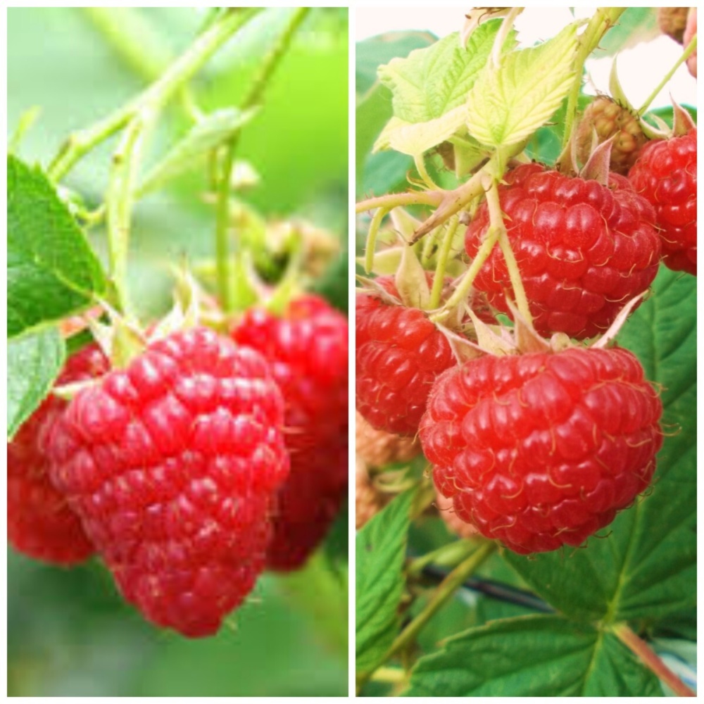 有機JAS認証取得！専門農家の北海道十勝産冷凍ラズベリー【2品種食べ