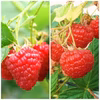 専門農家の北海道十勝産冷凍ラズベリー【2品種食べ比べ】