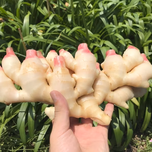 7月発送分！繊維が柔らかく爽やかな辛味のハウス新生姜！　【長崎県産】