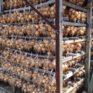 今だけ❣️じゃがいも(メイクイン)レッドオニオン入り❣️淡路島からの玉ねぎ‼️