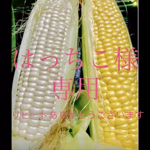 とうもろこし黄色12本クール便早期割引