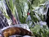 【東京 町田産】旬の野菜セット Wサイズ クール便農薬・肥料・動物性堆肥不使用 