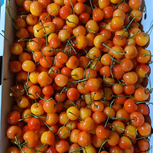 さくらんぼ紅秀峰加工用2kg