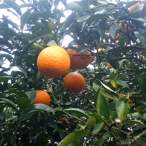 水俣産 【樹成り完熟】甘夏(5kg)