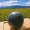 種無しスイカ　一玉　6ＫＧ～