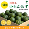 小さくて使いやすい！種無し小玉かぼす10kg（約200～300個）