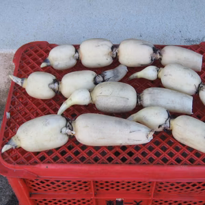 生命力あふれる木更津レンコン（子バス）２kg　初出荷！