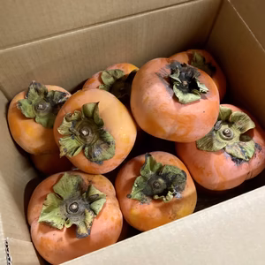 【すぐ発送可能】おじいちゃんが作った柿　約3キロ　品種不明