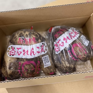 シャキほく！白石(福富)蓮根　500g×２袋