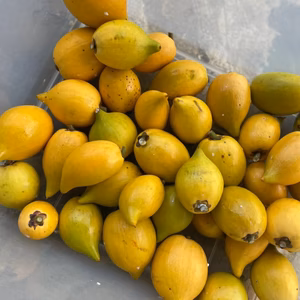 【残り1つ!!】南国の珍果実カニステル　やんばる産　農薬・化学肥料不使用　