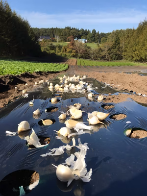 みんなの投稿の画像