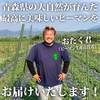【生でも美味しい！ごちそうピーマン！】朝採れ新鮮「つる付きピーマン」肉厚で甘い！