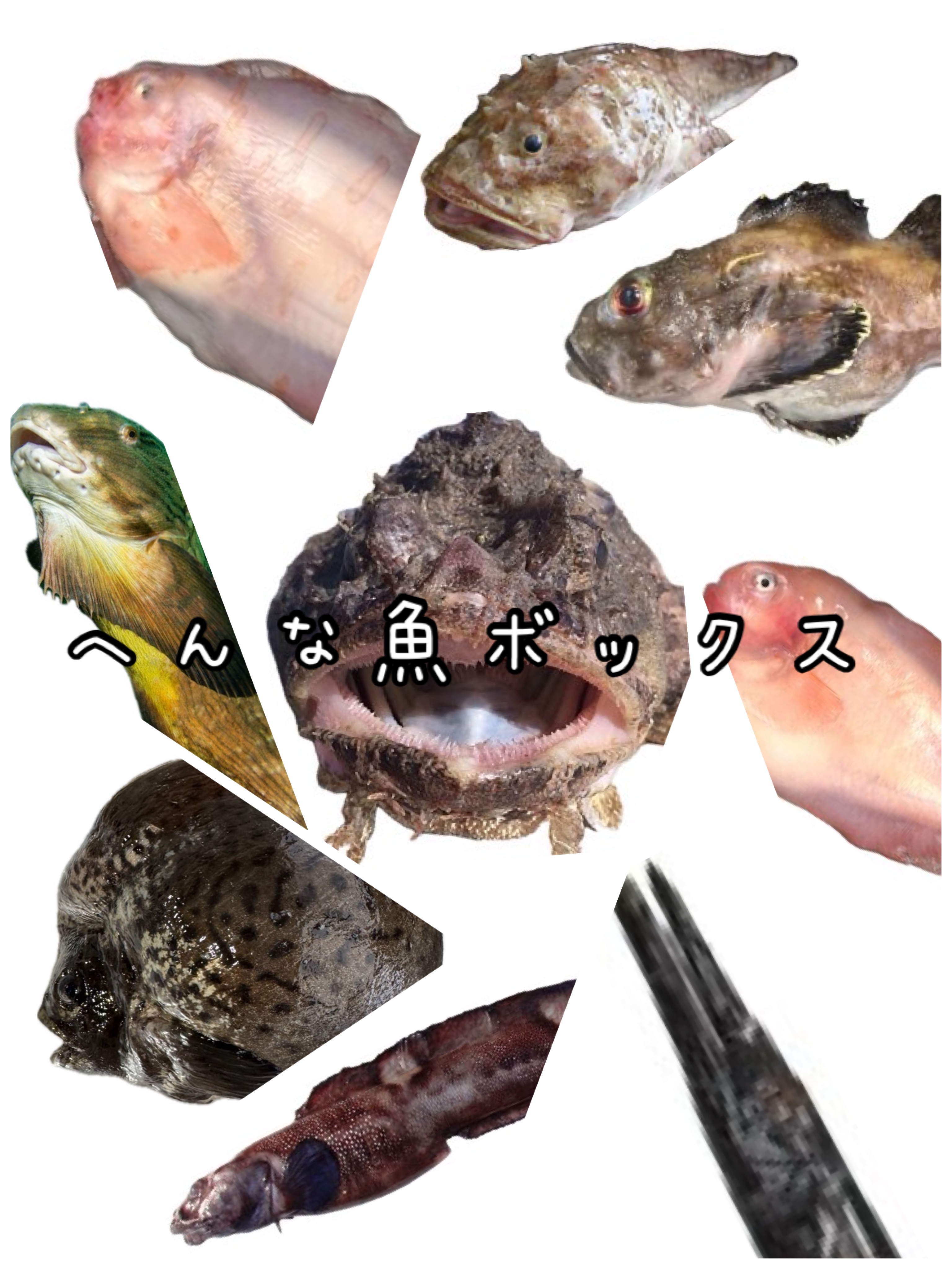 へんな魚ボックス【未利用魚オンリー】魚種指定不可、お届け日指定不可