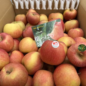 葉とらず“こうとく”　加工用　10キロ　蜜が入りやすく、パインの様な味わい