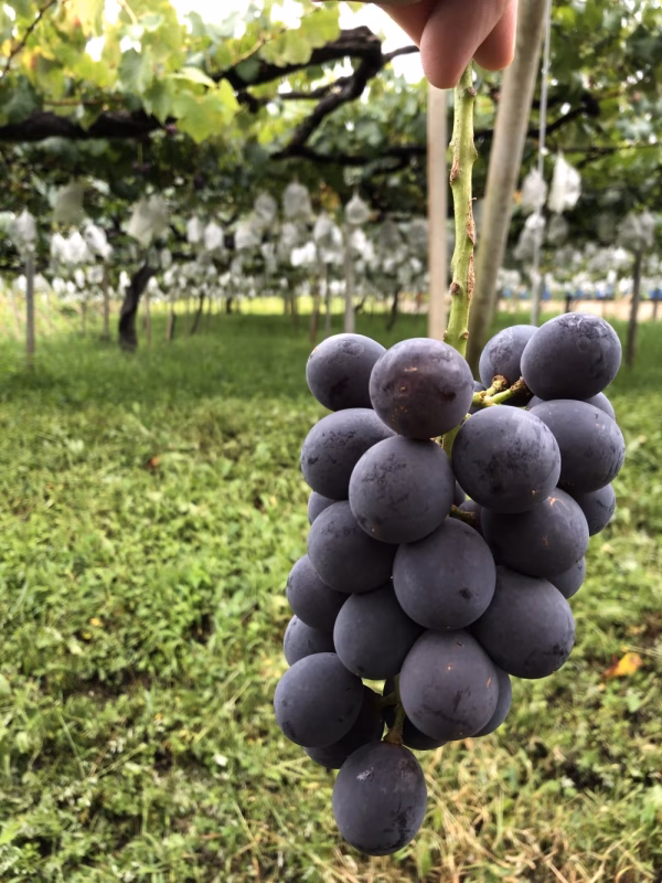 ぷりぷりぶちゃいく巨峰！B級品