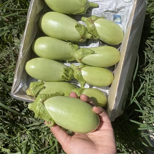 1.5kg【限定販売】とろなす翡翠茄子！自然栽培やみつき！煮ても焼いても美味しい