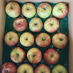 ラスト1箱訳あり家庭用サンつがる　りんご5キロ16-25玉入り　農薬節約栽培