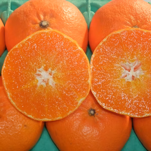 プチプチ甘～い！ひめまる甘平【優品・３Kg】