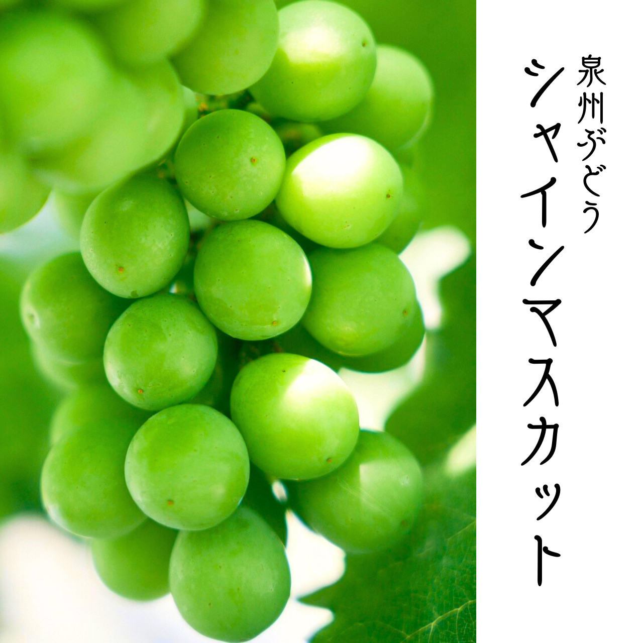 夏ギフト】8月発送！彩りセット シャインマスカット+泉州パープル