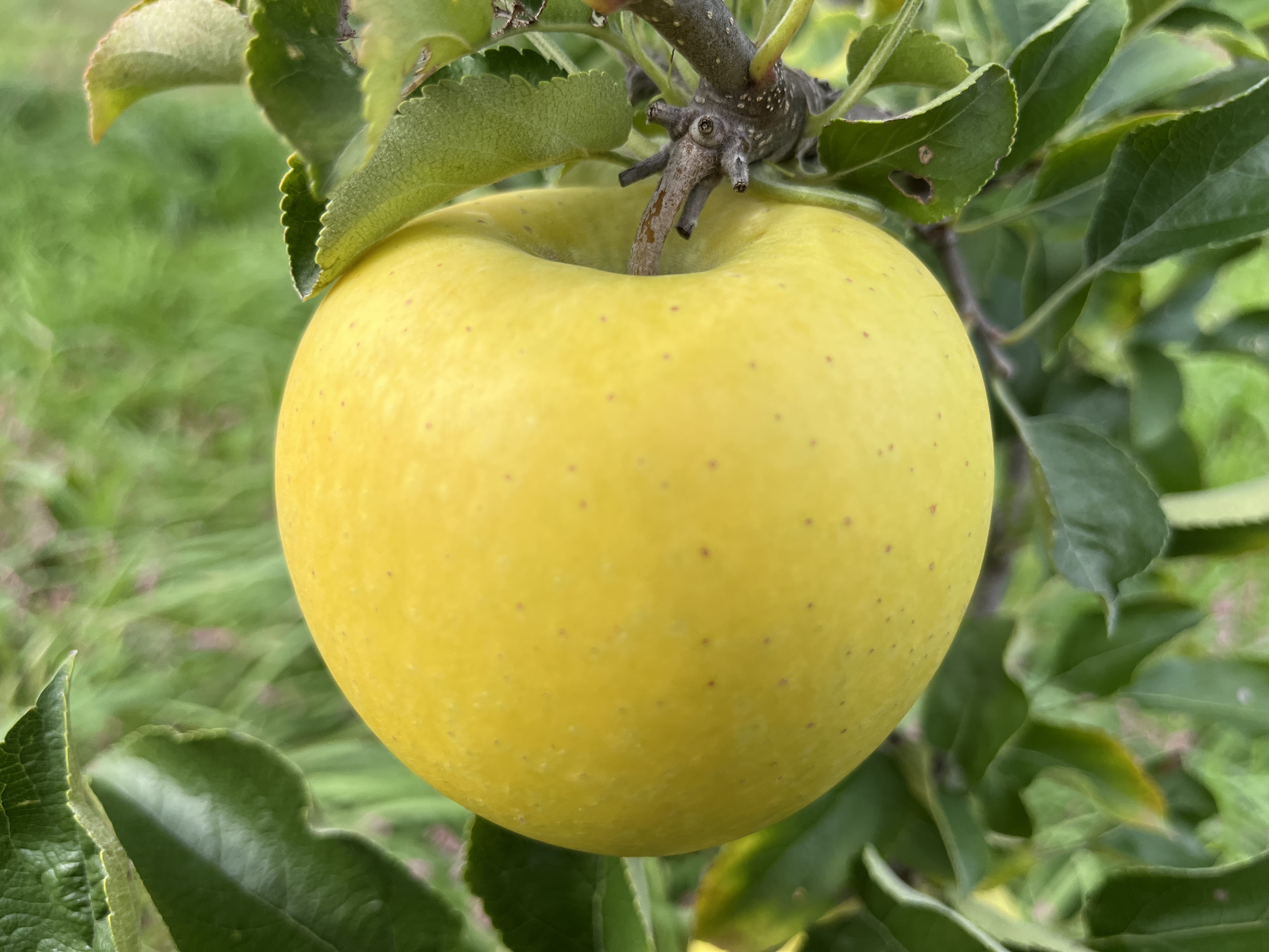 シャキシャキ!サクサク!シナノゴールド 信州りんご シナノゴールド 2kg箱 6〜9個入り