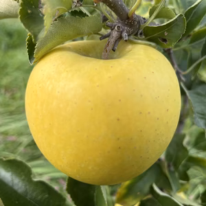 シャキシャキ！サクサク！シナノゴールド 信州りんご