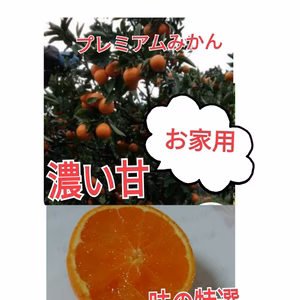 ビッグセール❢お家みかん甘甘小玊ちゃん!【プレミアム甘❢味の特選】濃厚早生みかん