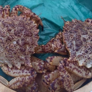 小振りでも旨さは格別!オスの活トゲクリガニ（大ｻｲｽﾞ）約２Kg（4～６匹）