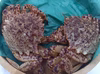 小振りでも旨さは格別!オスの活トゲクリガニ（大）約1Kg（２～３匹）