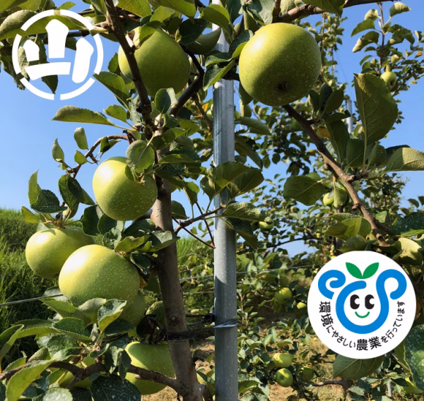 ブラムリー・シードリング　3kg  三水産　減農特栽　