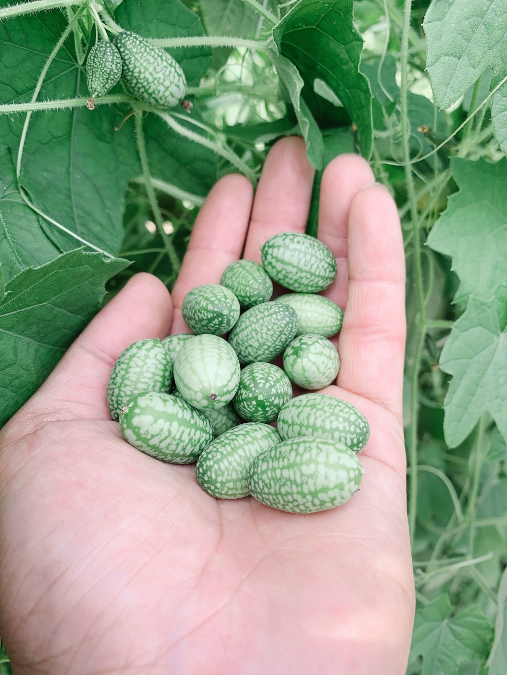 きゅうりメロン 株式会社nakamichifarm 農家漁師直送のポケットマルシェ