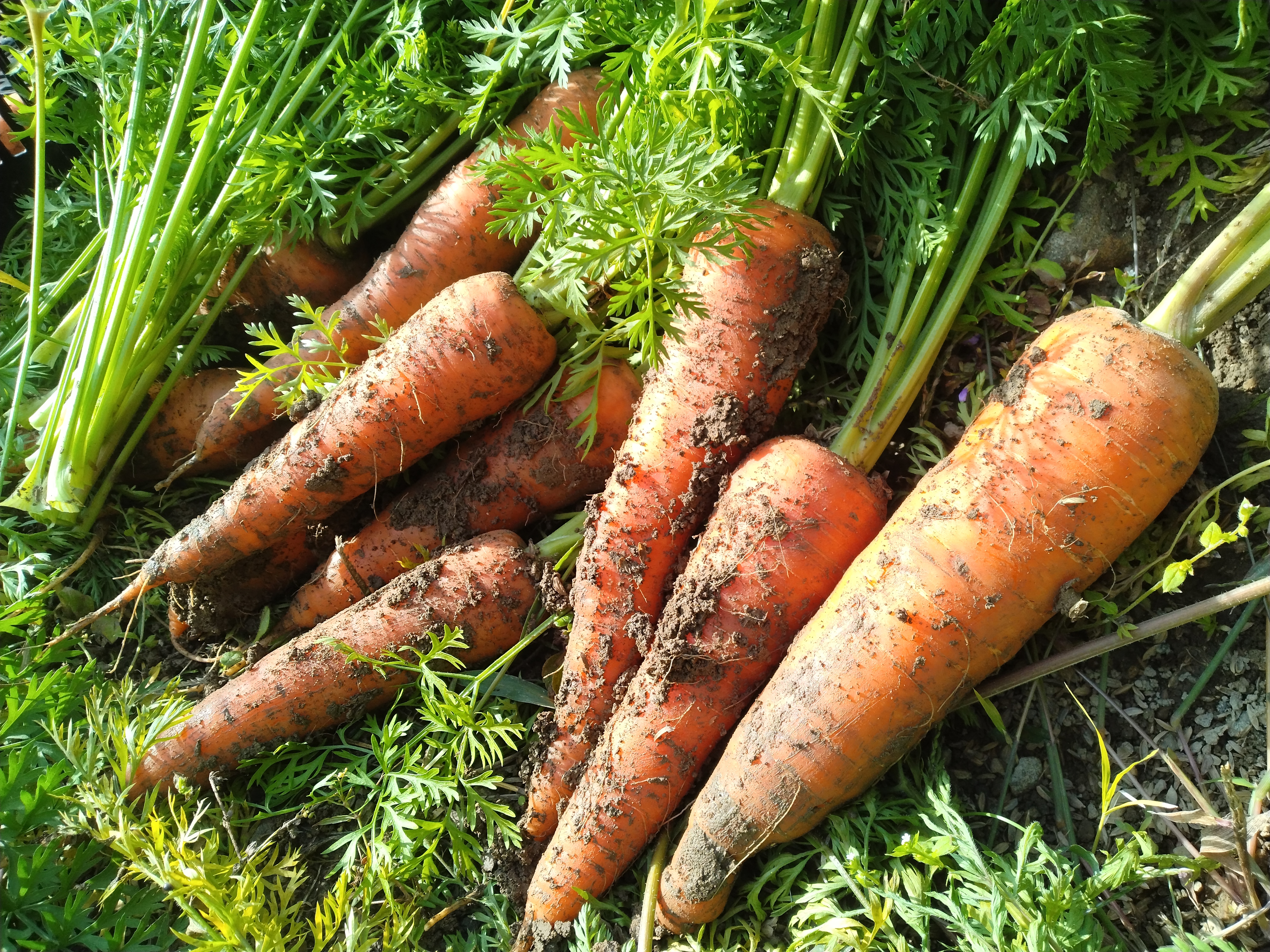 「人参嫌いな子にこそ食べて欲しい」人参[農薬 不使用] 大きさ・形いろいろ2kg