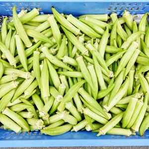 スーパーでは買えない野菜シリーズ/白オクラ　※クール冷蔵便