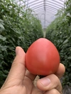 大玉トマト『小さな麗月』13玉入り
