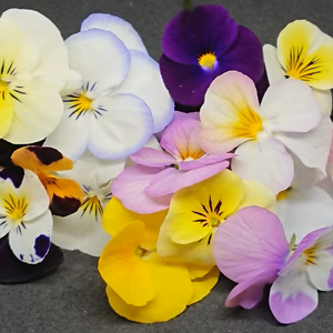 食べるお花‼️✨ エディブルフラワー【ビオラ】✨