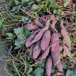 金時 スイーツ 2kg～　ホクホク焼き芋に ♪