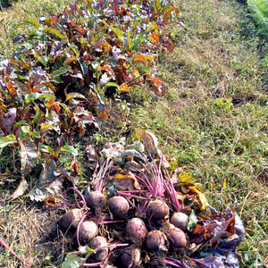 八ヶ岳高原のビーツ4kgと人参1kgお試しセット（農薬・化学肥料不使用）