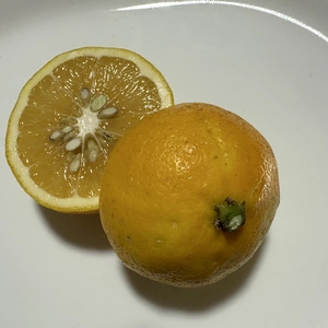 【有機JAS】無選別マイヤーレモン