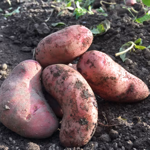 【1名限定/レシピ付】幻のじゃがいも！タワラヨーデル（Mサイズ2kg以上)