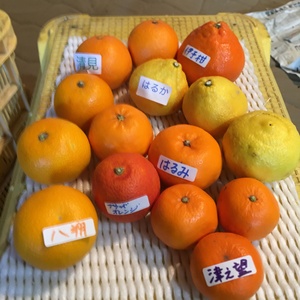 竹吉園　１箱限定　お試し7種　春の旬の柑橘詰め合わせ