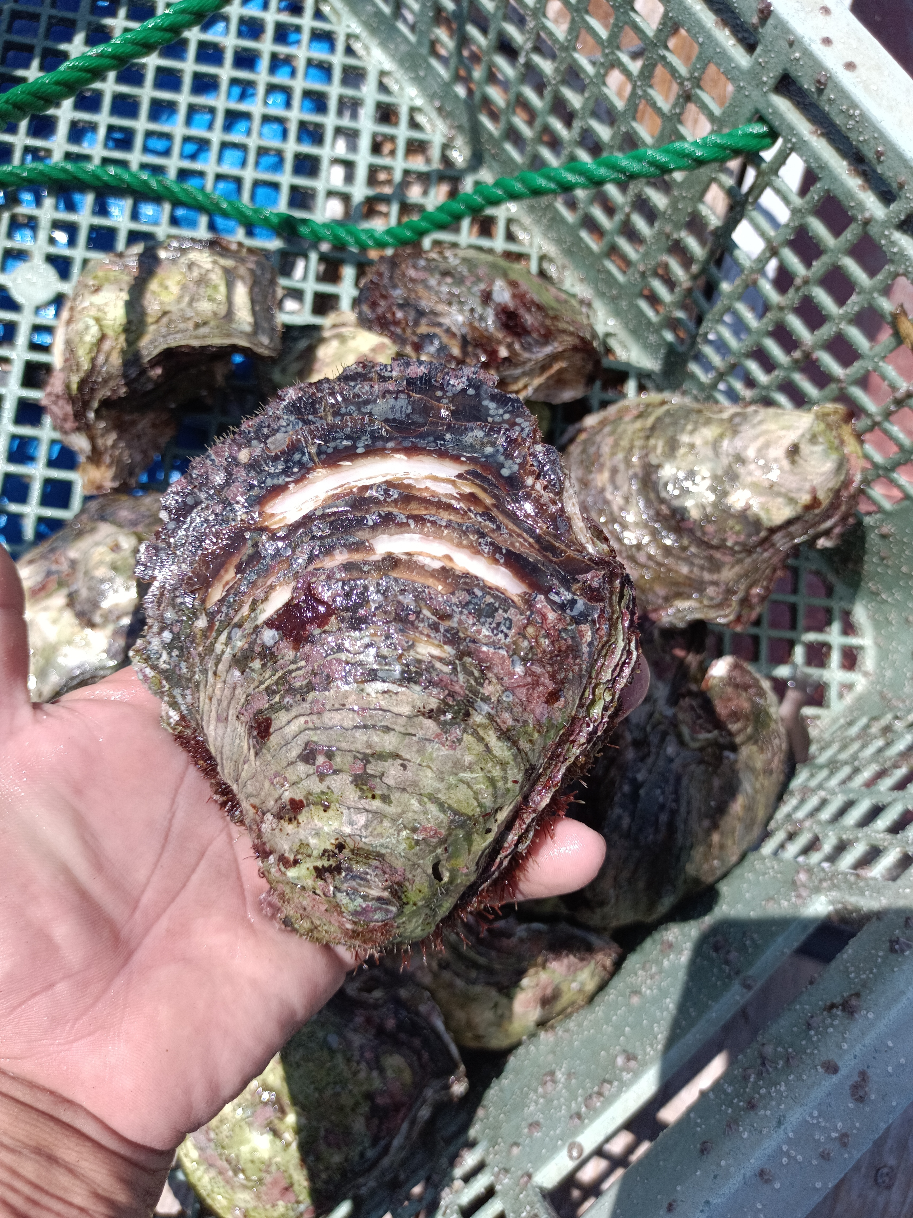 牡蠣の通販・お取り寄せ商品｜魚介類｜ポケットマルシェ｜産地