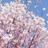 瀬戸の花はちみつ「桜」小瓶160ｇ
