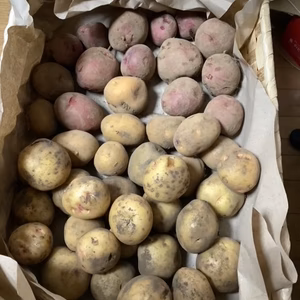 自然栽培　新じゃがいも　小粒キタアカリ、アンデスレッド、インカのめざめ食べ比べ