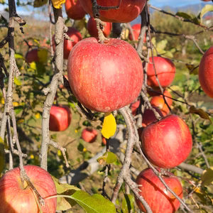 ☆信州産 ふじりんご （サンふじ） 大玉  秀