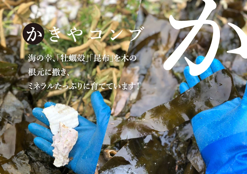 【送料無料！】超絶人気の夕やけみかん（3㎏）