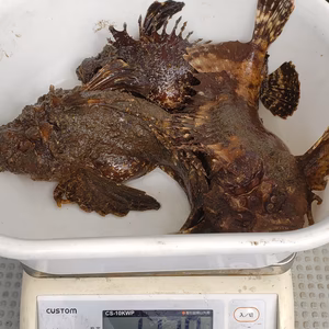 関門海峡産☆(オコゼ、アラカブ、アコウ)1セット限定